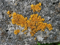 Xanthoria parietina