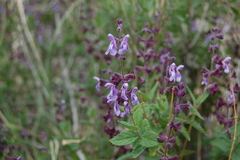 Salvia cuspidata