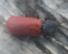 Bostrichus capucinus