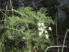 Lomatium dasycarpum tomentosum