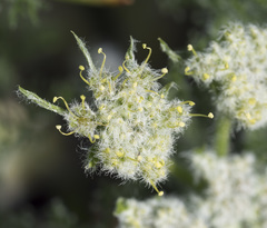Lomatium dasycarpum tomentosum