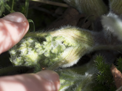 Lomatium dasycarpum tomentosum