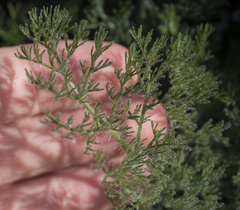 Lomatium dasycarpum tomentosum
