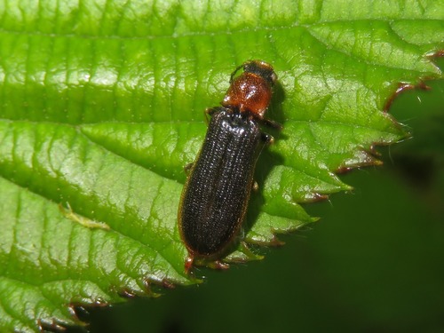 bordered click beetle, Leidschendam, Nederland, photo 7 of 10