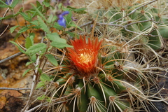 Parodia maassii