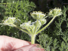 Lomatium dasycarpum tomentosum