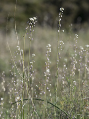Thysanocarpus curvipes