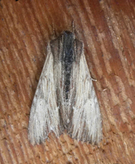 Apamea cuculliformis