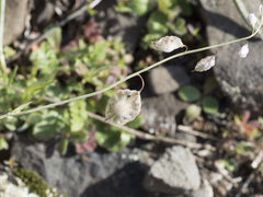 Thysanocarpus curvipes