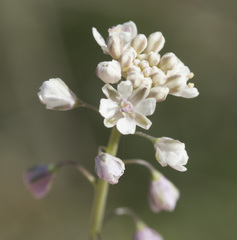 Thysanocarpus curvipes