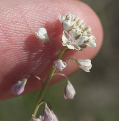 Thysanocarpus curvipes