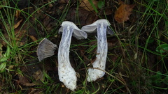 Cortinarius camphoratus