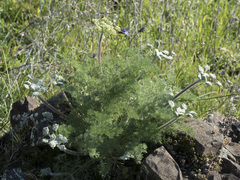 Lomatium dasycarpum tomentosum