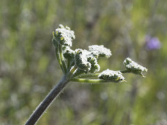 Lomatium dasycarpum tomentosum