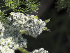 Lomatium dasycarpum tomentosum