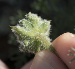 Lomatium dasycarpum tomentosum
