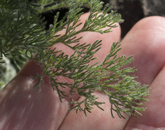 Lomatium dasycarpum tomentosum