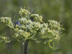 Lomatium dasycarpum tomentosum