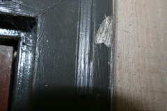 Acronicta lithospila