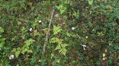 Cortinarius camphoratus
