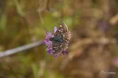 Carcharodina