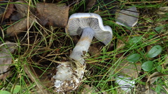 Cortinarius camphoratus