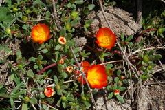 Portulaca fulgens