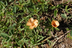 Turnera sidoides
