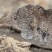 Long-tailed Shrews - Photo (c) Nature Ali, some rights reserved (CC BY-NC-ND), uploaded by Nature Ali