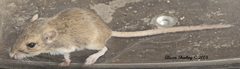 Perognathus longimembris