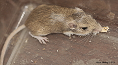 Perognathus longimembris