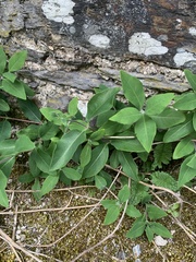 Teucrium scorodonia