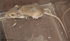 Perognathus longimembris