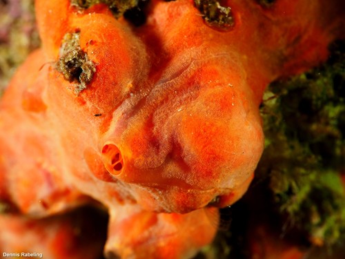 Oyster Sponge, photo 8 of 9