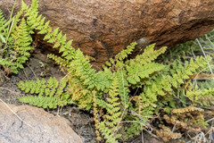 Cheilanthes hirta