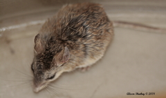 Onychomys torridus pulcher