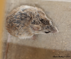Onychomys torridus pulcher