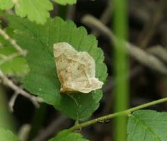 Metarranthis hypochraria