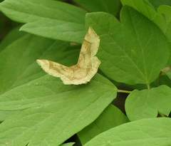 Metarranthis hypochraria