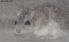 Onychomys torridus pulcher