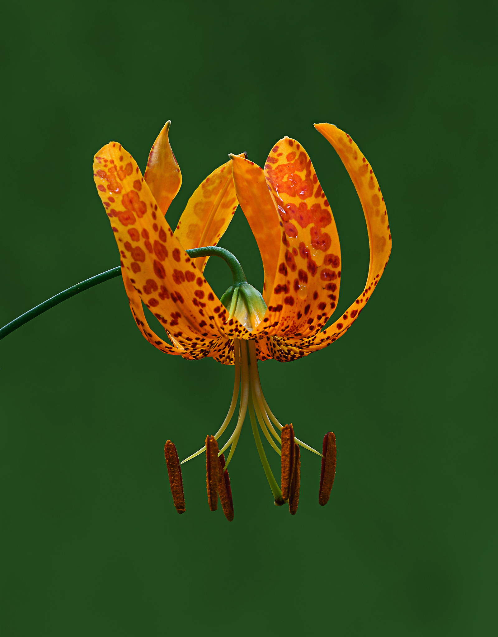Lilium humboldtii
