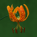 Humboldt's Lily - Photo (c) Steve Berardi, some rights reserved (CC BY-SA)
