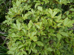 Pseudopanax discolor