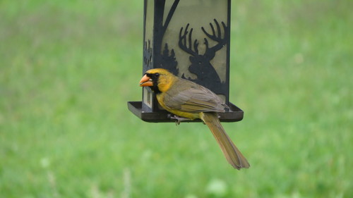 Northern Cardinal photographed in Alabama