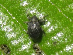 Anoplus