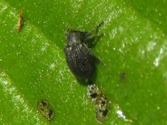Anoplus