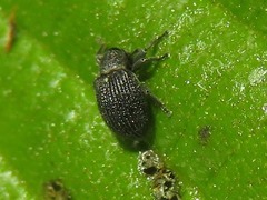 Anoplus
