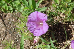 Ipomoea plummerae