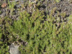 Selaginella hansenii