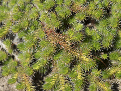 Selaginella hansenii